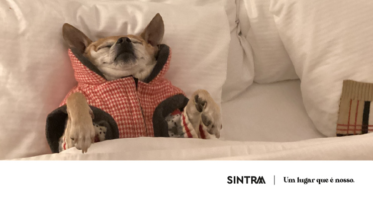 Bibliotecas_Junho_Banner_Hotel_Animais34