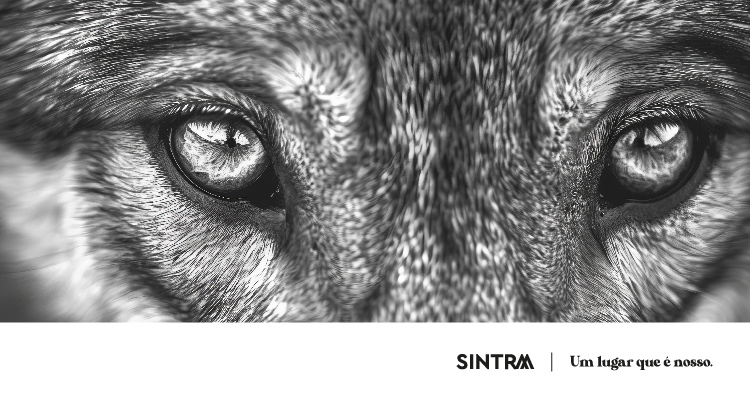Bibliotecas_Outubro_Banner_Lobo_Mau899