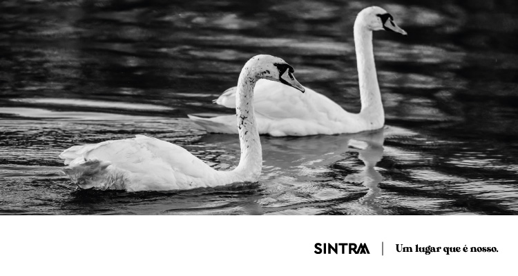 TeatroOs-Cisnes88676579