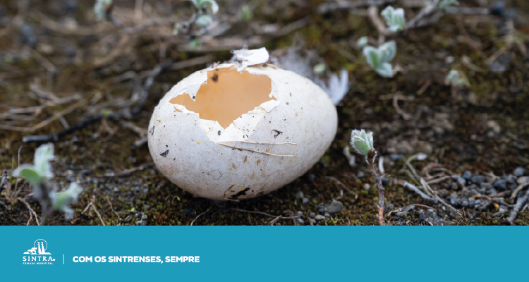 Bibliotecas_Janeiro_Banner_Lobo_e_Ovo89