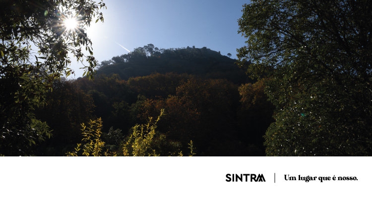 Câmara de Sintra reforça vigilância e deteção de incêndios na Serra de Sintra