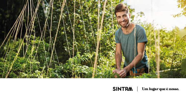 Câmara de Sintra cria Horta Solidária em Algueirão-Mem Martins