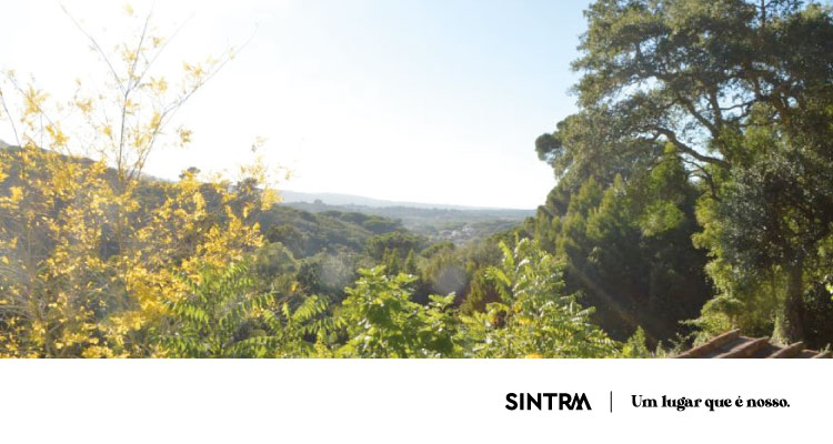 Sintra reforça parceria com o Exército e Parques de Sintra na prevenção de incêndios na Serra