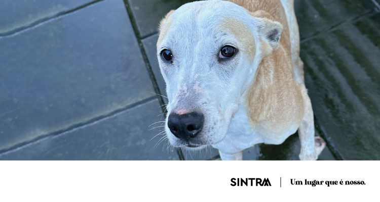 Câmara de Sintra e associações de bem-estar animal celebram protocolos 