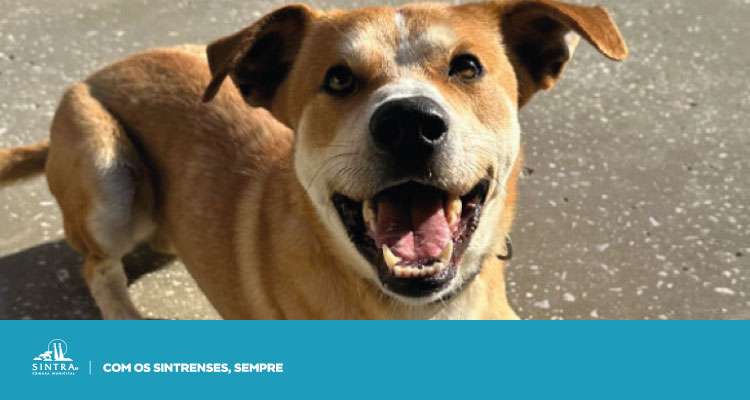 Sítios dos Animais de Sintra de portas abertas ao primeiro sábado do mês