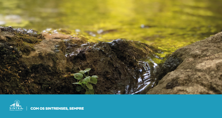 Sintra reforça combate a espécies invasoras com lançamento de documentário