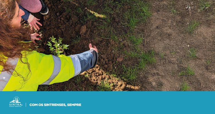 Sintra promove educação ambiental