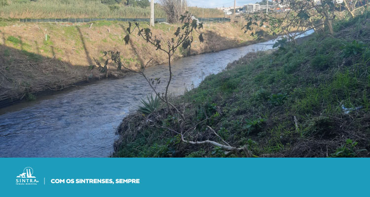 Sintra reforça ações de restauro ecológico na Ribeira de Colares 