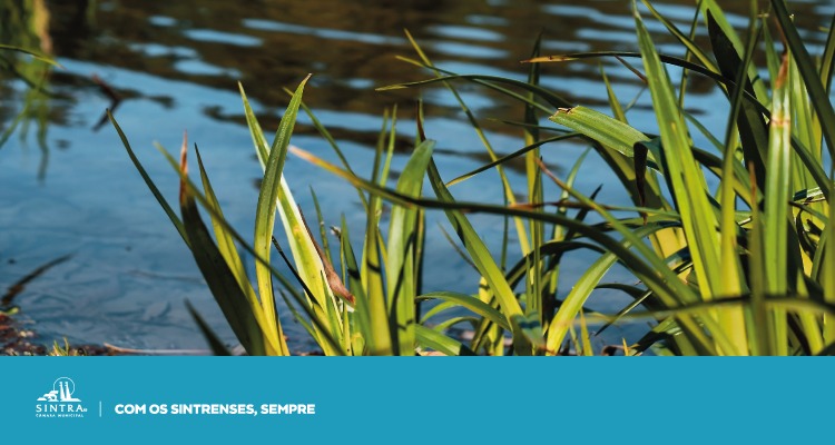 Sintra reforça apelo à proteção das linhas de água do concelho