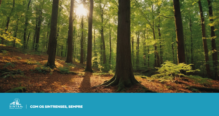 Sintra lança campanha de limpeza de terrenos para prevenção de fogos florestais