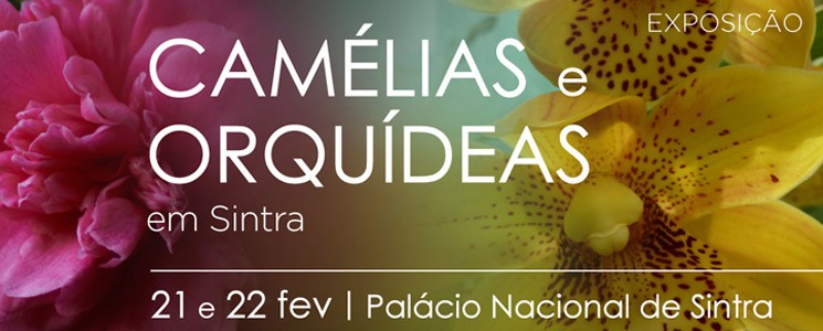 camelias-orquideas1